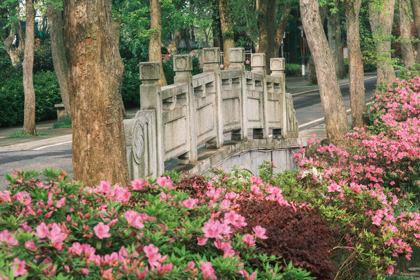 Scenario primaverile del giardino di Moshan Rhododendron nel lago orientale, Wuhan, Hubei, Cina - Foto, immagini