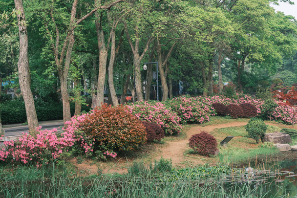Scenario primaverile del giardino di Moshan Rhododendron nel lago orientale, Wuhan, Hubei, Cina - Foto, immagini