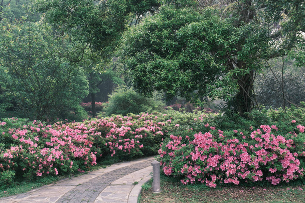 Doğu Gölü, Wuhan, Hubei, Çin 'deki Moshan Rhododendron Bahçesi' nin ilkbahar manzarası - Fotoğraf, Görsel