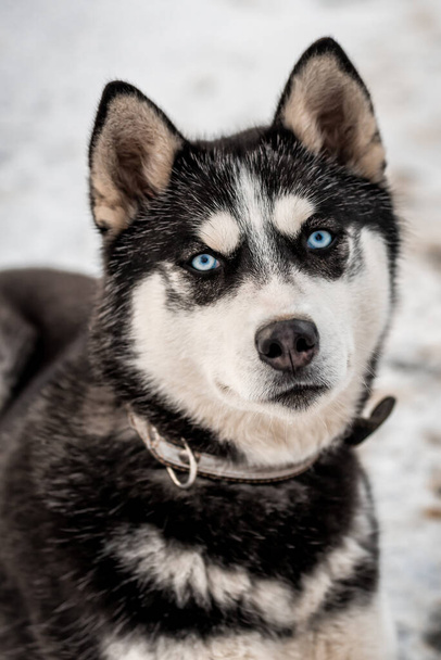 portré aranyos kék szemek Szibériai Husky - Fotó, kép