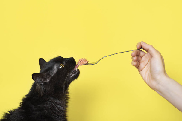 Black fluffy cat eats cat food from a fork isolated on yellow background. Pet food banner concept with copy cpace. - Photo, Image