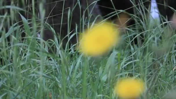 focus wordt getrokken tussen golvend gras op de achtergrond en gele bloem op de voorgrond - Video