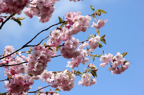Różowe kwiaty wiśni na gałęziach na tle nieba, kwiaty wiśni lub sakura w Rydze, Łotwa  - Zdjęcie, obraz