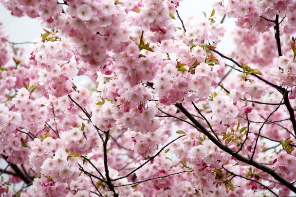 Pink cherry blossoms on branches on a sky background, Cherry blossoms or sakura in Riga, Latvia  - Photo, Image