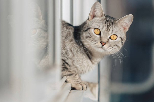 Un chat tabby noir et blanc se tient debout avec ses pattes avant au bord de la fenêtre et regarde dans la rue par beau temps ensoleillé. - Photo, image