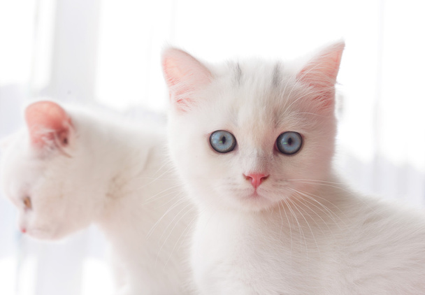 座ってブリティッシュショートヘア子猫の肖像 - 写真・画像
