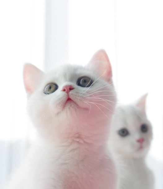 座ってブリティッシュショートヘア子猫の肖像 - 写真・画像