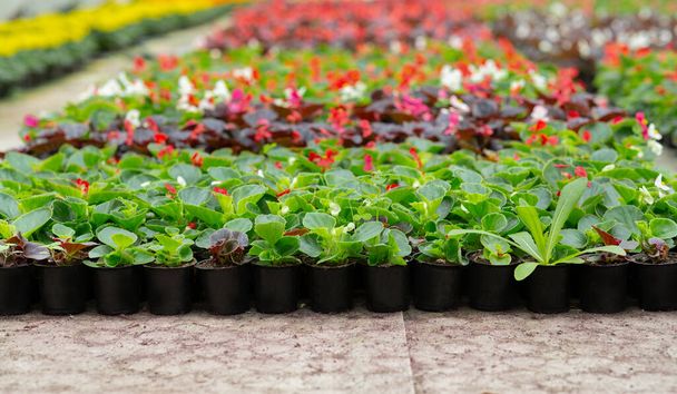 Planting season, modern smart greenhouse and farm for business - Foto, Bild