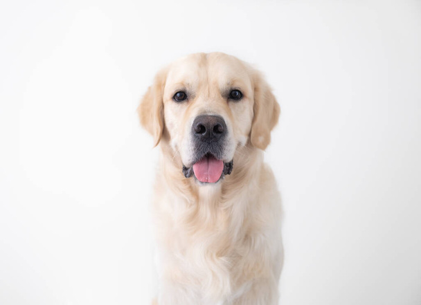 A large beautiful dog in full growth sits on a white chair and looks at the camera. Portrait of a golden retriever on a white background. - Photo, Image