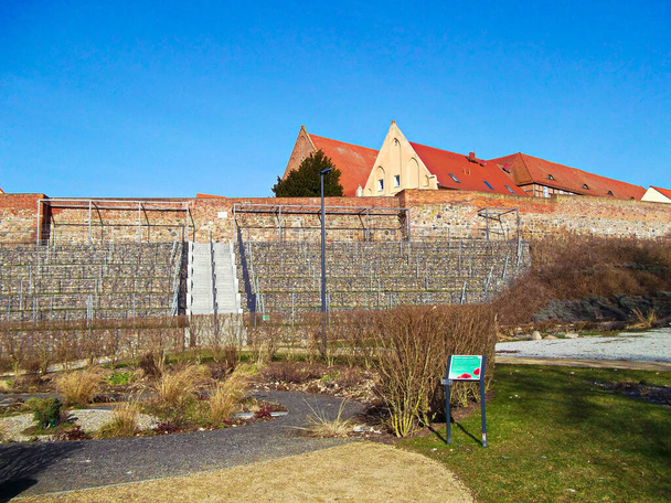 13世紀からの歴史的な城壁のブドウ畑 - 写真・画像