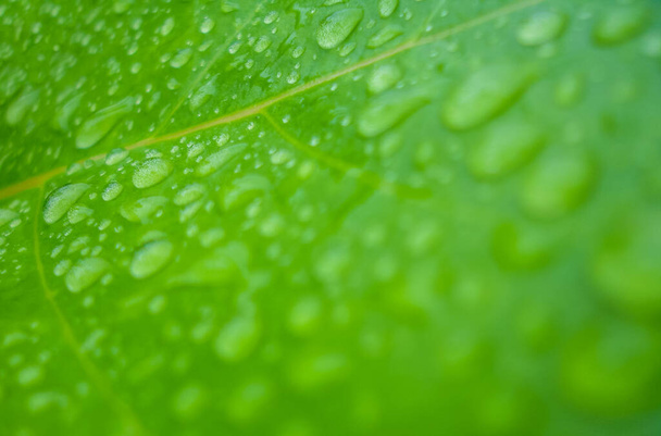 雨滴と緑の葉の背景 - 写真・画像