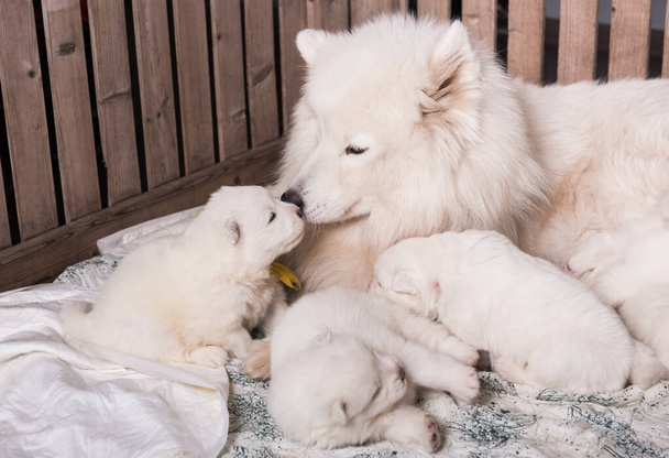 Samoyed dog mother with puppies. Puppies suckling mother - Photo, Image