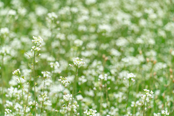 white small flowers in green grass. close-up of beautiful spring flowers in the meadow - Foto, immagini
