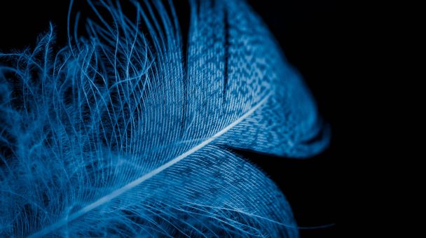 blue duck feather on black isolated background - Foto, imagen