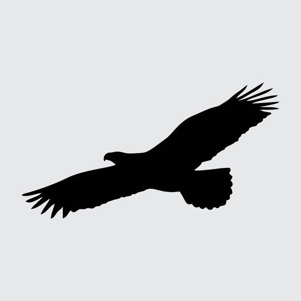 Silueta de águila, águila aislada sobre fondo blanco - Vector, imagen