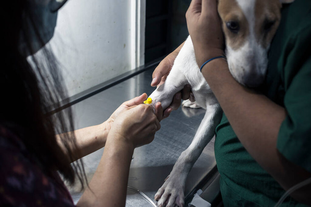 Een dierenarts plaatst een infuus in het been van een zieke puppy terwijl een assistent hem op zijn plaats zet. Ziekenhuisbehandeling voor canine parvovirus, distemper, of andere ziekte. - Foto, afbeelding