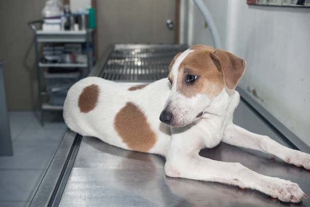 不安とストレスのある子犬は、獣医クリニックの手術台の上にあり、チェック、ワクチン注射またはテストを待っています. - 写真・画像