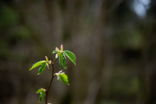 ramas de árboles pequeños en primavera sobre fondo borroso neutro. abstracto con hojas verdes frescas. Primavera macro fotografía - Foto, Imagen