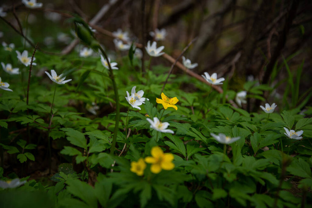 Зеленый весенний луг абстрактная текстура с белыми и желтыми цветами и травой в лесу. Макрофотография - Фото, изображение