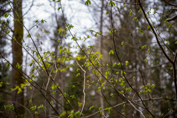 небольшие ветки деревьев весной на нейтральном фоне размытия. Мбаппе со свежими зелеными листьями. Весенняя макрофотография - Фото, изображение
