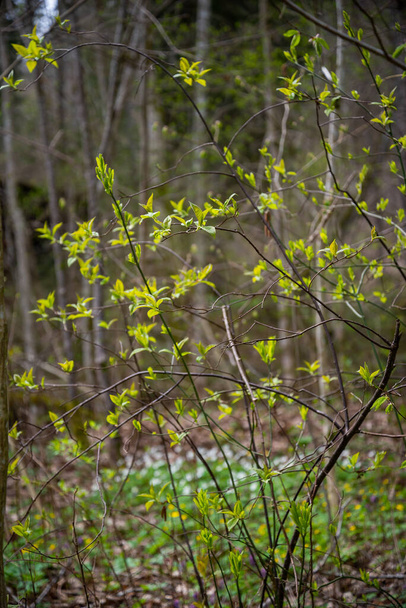 небольшие ветки деревьев весной на нейтральном фоне размытия. Мбаппе со свежими зелеными листьями. Весенняя макрофотография - Фото, изображение