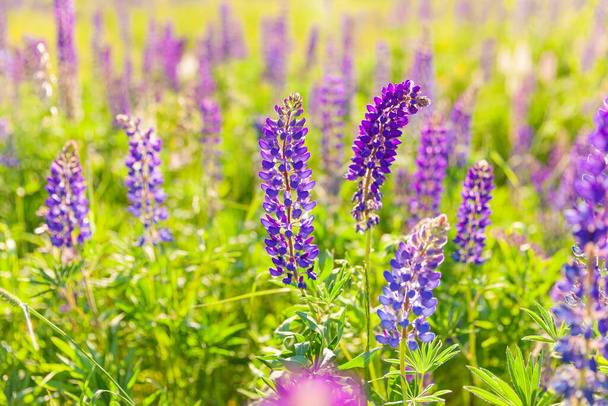 Beautiful blooming lupine flowers in spring time. Field of lupines plants background. Violet wild spring and summer flowers. Gentle warm soft colors, selective focus, blurred background - Foto, imagen