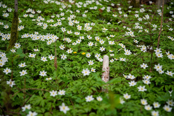 λευκά μικρά ανοιξιάτικα λουλούδια κοντά σε πράσινο φόντο λιβαδιού. Μακροφωτογραφία - Φωτογραφία, εικόνα