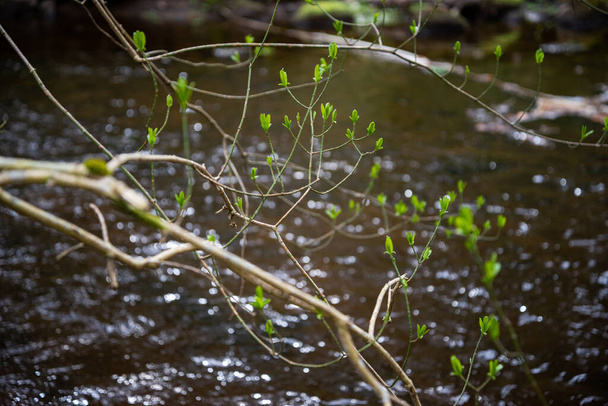 pienet puiden oksat keväällä neutraalilla hämärtyneellä taustalla. abstrakti tuoreita vihreitä lehtiä. Kevään makro valokuvaus - Valokuva, kuva