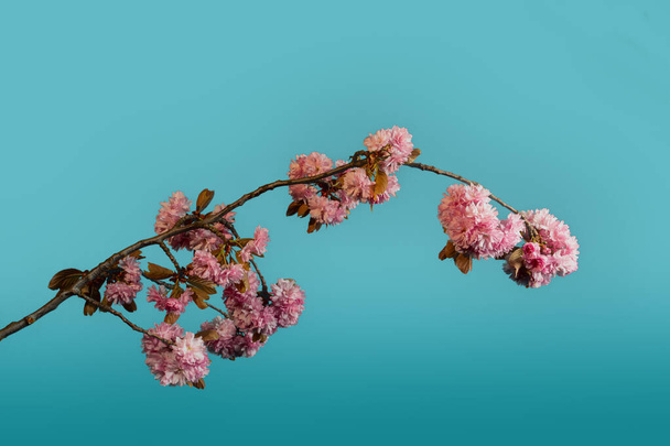 Kauniita kirsikankukkia iltataivasta vasten - Valokuva, kuva
