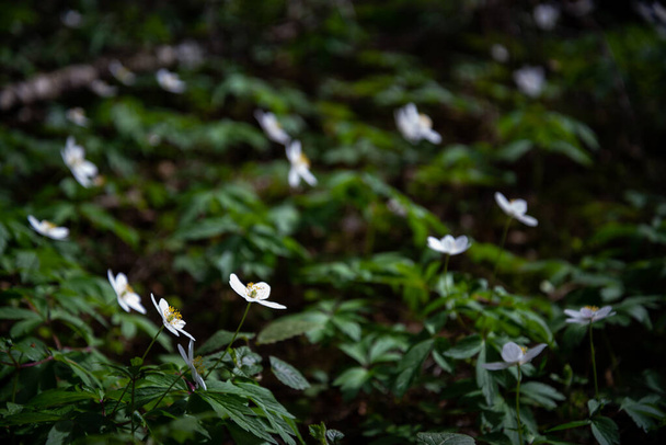 Белые маленькие весенние цветы растут на зеленом фоне. Макрофотография - Фото, изображение
