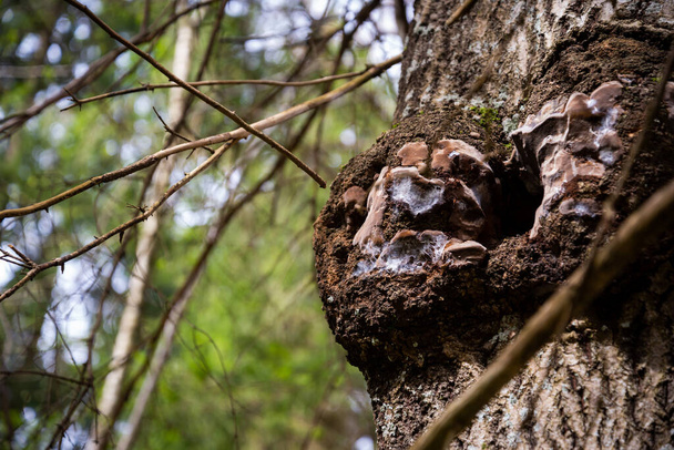 Мітла росте на стовбурі дерева. Великий деревний гриб на стовбурі дерева в лісі в теплий весняний день. Крупним планом з розмитим тлом. Макрозйомка
 - Фото, зображення