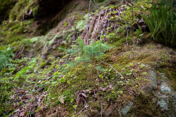 Зеленые небольшие елочные ветви, растущие на скале из песчаника, заросшей зеленым мхом. Макрофотография - Фото, изображение