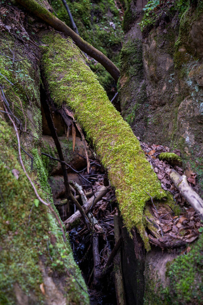 tree trunk overgrown with green moss fell between two sandstone cliffs. Closeup - Photo, Image