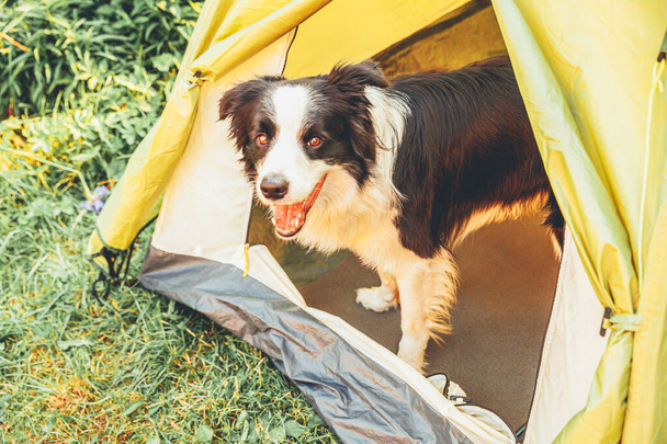 Kültéri portré aranyos vicces kiskutya határ collie ül belül kemping sátor. Kisállat utazás, kaland kutyatárssal. Őrző és táborozó védelem. Utazási turizmus koncepciója - Fotó, kép