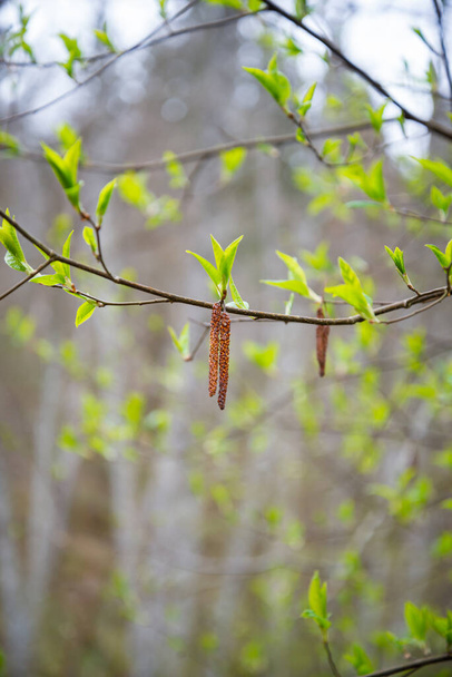 Gros plan d'un bourgeon de bouleau aux feuilles vertes du printemps. Fond flou. Macro photographie - Photo, image