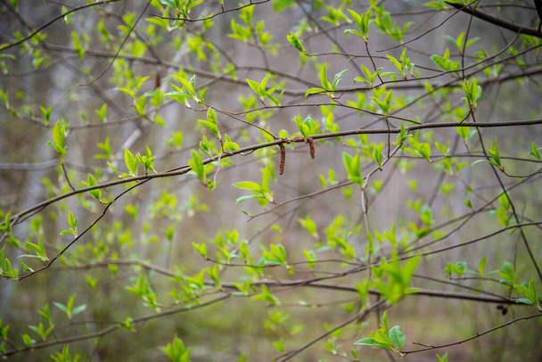 небольшие ветки деревьев весной на нейтральном фоне размытия. Мбаппе со свежими зелеными листьями. Крупный план - Фото, изображение