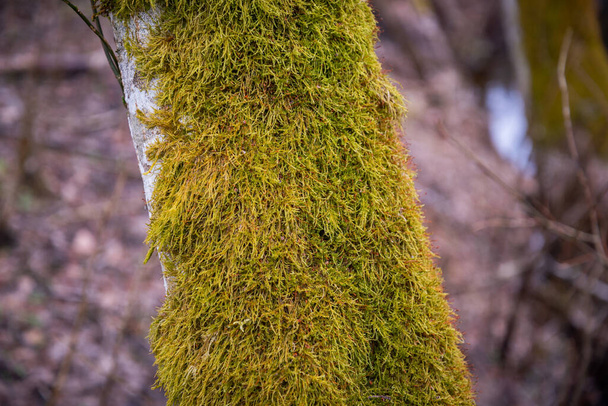 Зеленый мох близко. Макрокосм растений. Ранняя весна и садоводство. Выборочный фокус. Макро - Фото, изображение