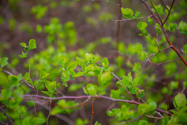 中立的な緑のぼかしの背景に湿春の木の葉。ガーデンシーン。マクロ - 写真・画像