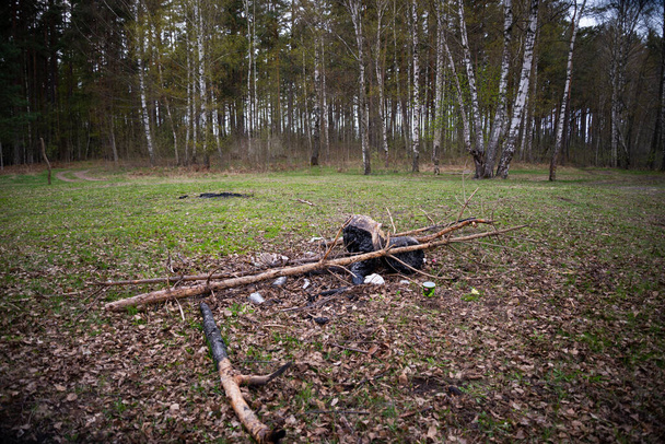 森の中の遊園地でキャンプファイヤーをしながら木を燃やしたり木の枝を折ったり。自然 - 写真・画像