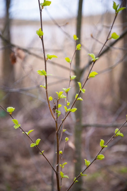 De eerste lente zachte bladeren, knoppen en takken macro-achtergrond. Blauwe wijting - Foto, afbeelding