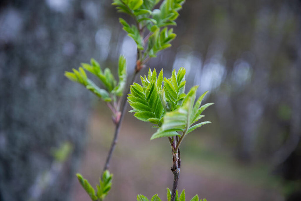 hojas verdes frescas en la mañana de la temporada de primavera. Macro fotografía - Foto, Imagen