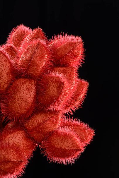 Группа Annatto (Urucum), семена которой используются в качестве натурального пищевого красителя, сфотографирована в студии с нейтральным фоном. - Фото, изображение