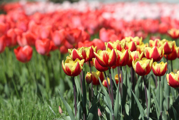 Красиві різнокольорові квіти тюльпанів цвітуть навесні і дарують радість своєю красою
.  - Фото, зображення