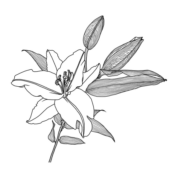 Desenho linear realista de flor de lírio com folhas e botões, gráficos pretos em um fundo branco - Vetor, Imagem