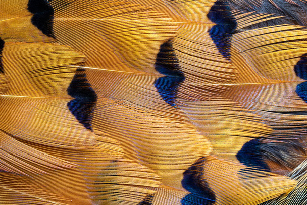 bažantí peří s viditelnou texturou. pozadí - Fotografie, Obrázek
