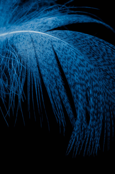 blue duck feather on black isolated background - Fotoğraf, Görsel