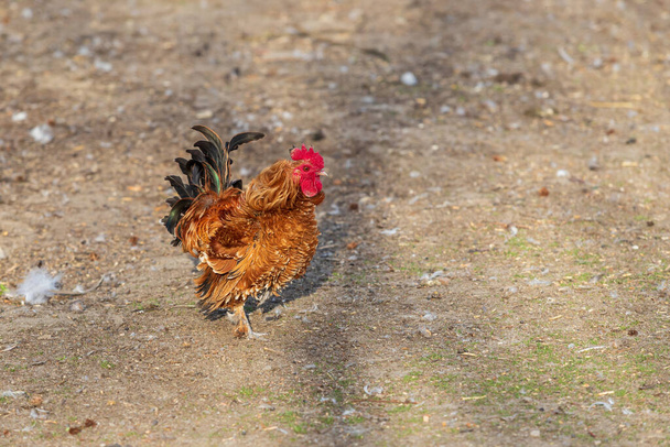 Small ornamental rooster with a red comb. - Photo, Image