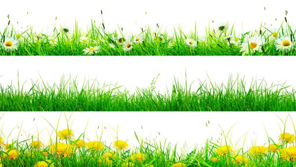 Grass flower field in spring background with sunlight - 写真・画像