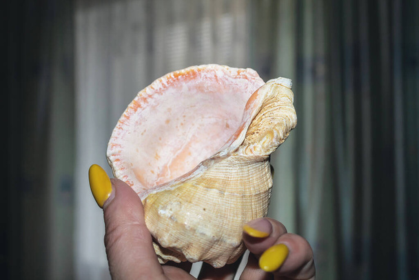 Hand holding a hard shell. The shell was found by the sea - Photo, Image