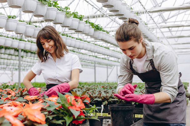 Χαρούμενοι χαμογελαστοί κηπουροί που εργάζονται στο θερμοκήπιο και φυτεύουν διαφορετικά λουλούδια - Φωτογραφία, εικόνα